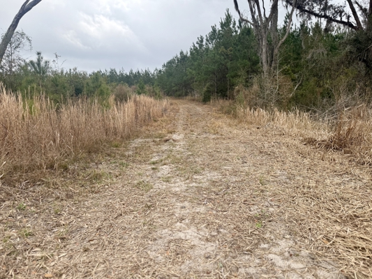 160 Acres Madison FL | Sustainable Timber Income & Trophy Hunting