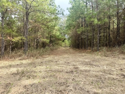 160 Acres Madison FL | Sustainable Timber Income & Trophy Hunting - image 30