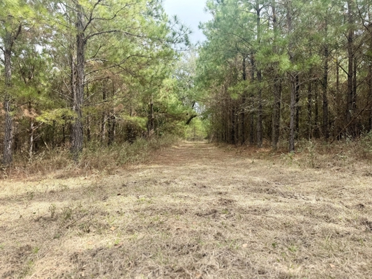 160 Acres Madison FL | Sustainable Timber Income & Trophy Hunting