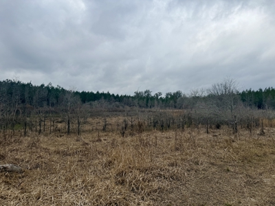 160 Acres Madison FL | Sustainable Timber Income & Trophy Hunting - image 32