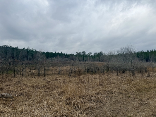 160 Acres Madison FL | Sustainable Timber Income & Trophy Hunting