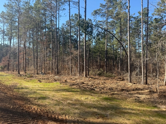 King Estates Lot 10: 9-Acre Wooded Homesite in Ruston, LA