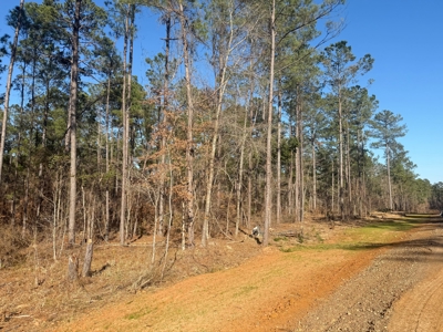 King Estates Lot 10: 9-Acre Wooded Homesite in Ruston, LA - image 6