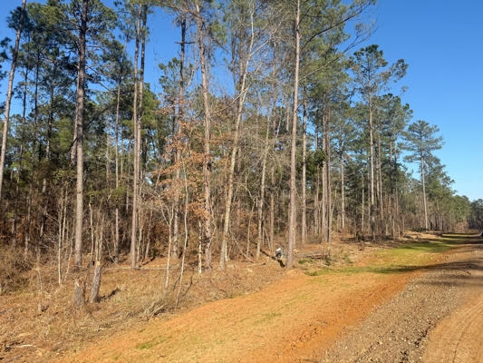 King Estates Lot 10: 9-Acre Wooded Homesite in Ruston, LA