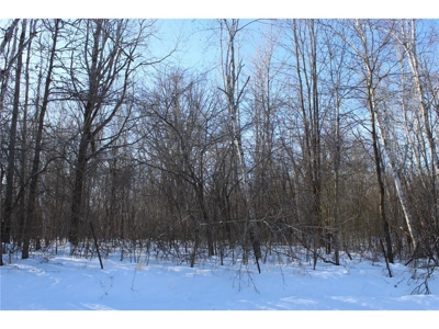 Private 40 Acres in Milaca with Timber, Field & Wildlife Habitat - image 4