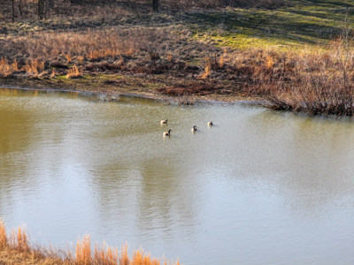 Land For Sale Barton County Missouri - image 6
