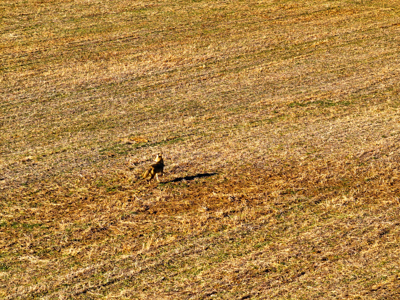 Land For Sale Barton County Missouri - image 11
