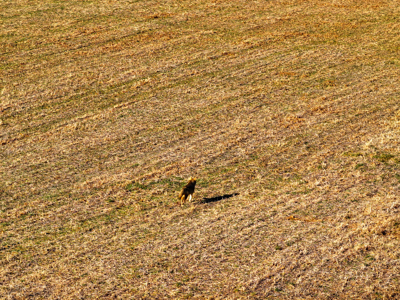 Land For Sale Barton County Missouri - image 12