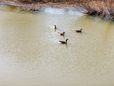 Land For Sale Barton County Missouri - image 7