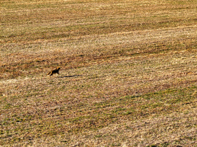 Land For Sale Barton County Missouri - image 10