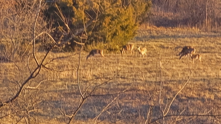 Horse Farm or Cattle Ranch on 50 Acres with all Brick Home - image 50