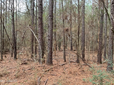 171 Acres with Two Ponds Berwick Cassels Road Amite County MS - image 9