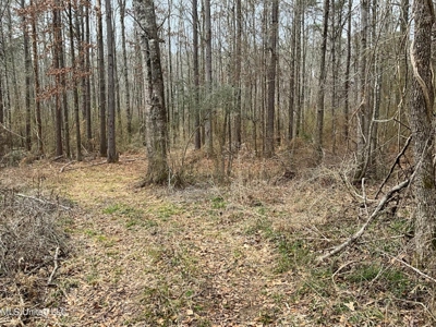 171 Acres with Two Ponds Berwick Cassels Road Amite County MS - image 10
