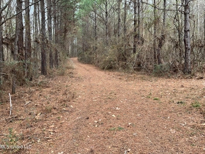 171 Acres with Two Ponds Berwick Cassels Road Amite County MS - image 5
