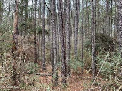 171 Acres with Two Ponds Berwick Cassels Road Amite County MS - image 2