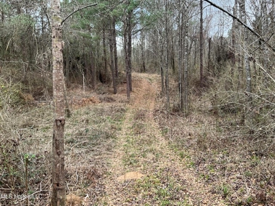 171 Acres with Two Ponds Berwick Cassels Road Amite County MS - image 6