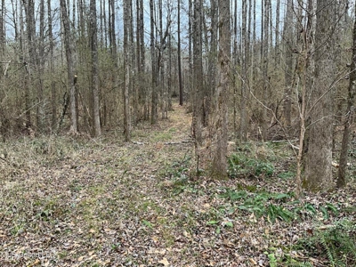 171 Acres with Two Ponds Berwick Cassels Road Amite County MS - image 7