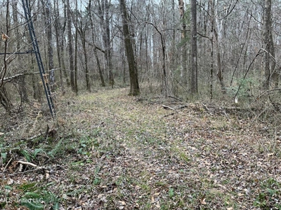 171 Acres with Two Ponds Berwick Cassels Road Amite County MS - image 8
