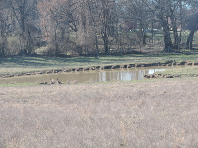 Stunning Hilltop Retreat 66 Acres Breathtaking Mountain VIEWS - image 37