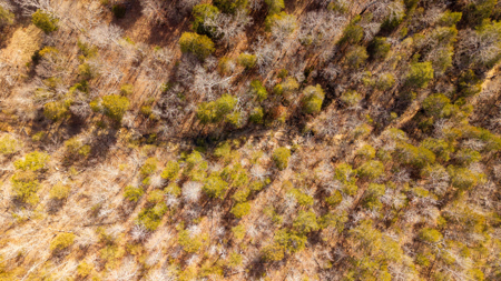 Wooded Acreage in the Missouri Ozarks | Gainesville - image 10