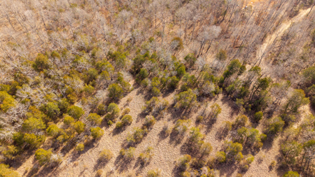 Wooded Acreage in the Missouri Ozarks | Gainesville - image 5