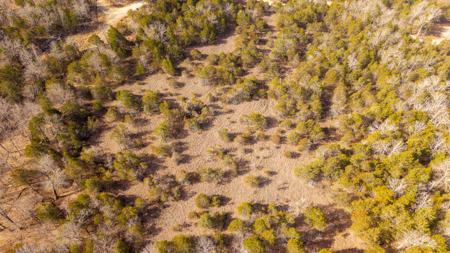 Wooded Acreage in the Missouri Ozarks | Gainesville - image 6