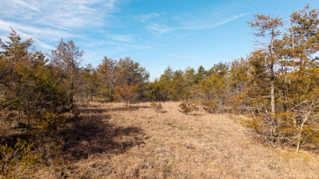 Wooded Acreage in the Missouri Ozarks | Gainesville - image 18