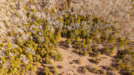 Wooded Acreage in the Missouri Ozarks | Gainesville - image 4