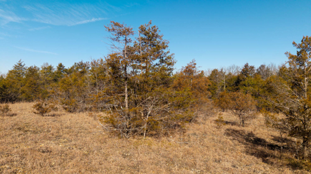 Wooded Acreage in the Missouri Ozarks | Gainesville - image 17