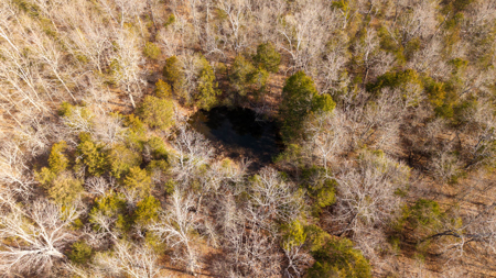 Wooded Acreage in the Missouri Ozarks | Gainesville - image 8