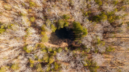 Wooded Acreage in the Missouri Ozarks | Gainesville - image 9