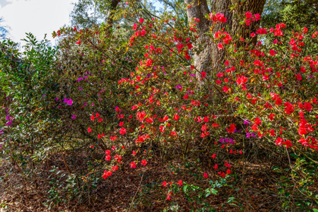 Suwannee River Retreat | 3 Acres with Scenic Water Views - image 7