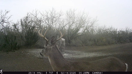 150 Acre, South Texas Turnkey Ranch - image 7