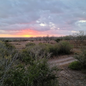 150 Acre, South Texas Turnkey Ranch - image 10