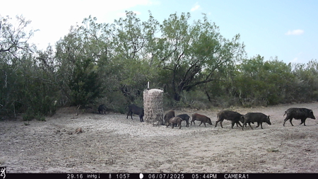 150 Acre, South Texas Turnkey Ranch - image 13