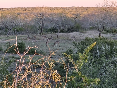 150 Acre, South Texas Turnkey Ranch - image 9