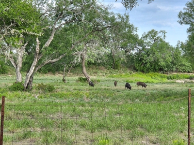 150 Acre, South Texas Turnkey Ranch - image 15