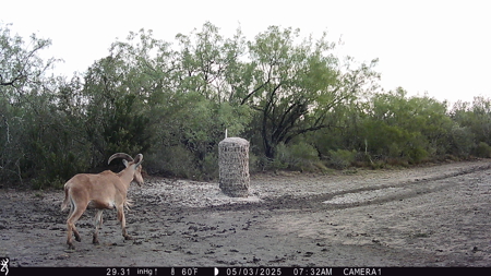 150 Acre, South Texas Turnkey Ranch - image 11