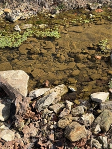 Private Ozark Estate with Spring-Fed Creek & Cattle Operation - image 23