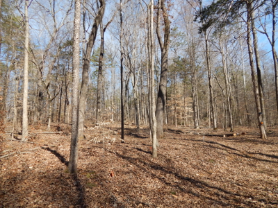 5.01 Acres of Private, Wooded Land in Tennessee! - image 9