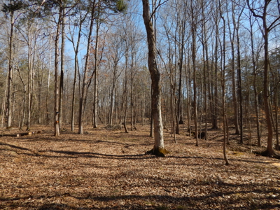 5.01 Acres of Private, Wooded Land in Tennessee! - image 10