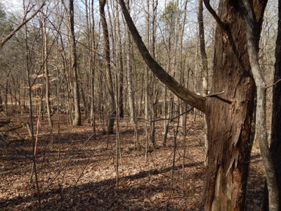 5.01 Acres of Private, Wooded Land in Tennessee! - image 20