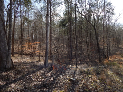5.01 Acres of Private, Wooded Land in Tennessee! - image 1