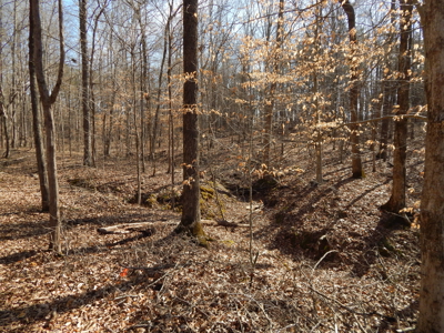5.01 Acres of Private, Wooded Land in Tennessee! - image 6