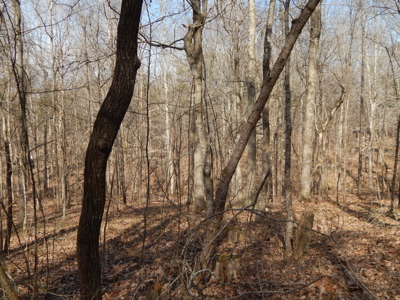 5.01 Acres of Private, Wooded Land in Tennessee! - image 19