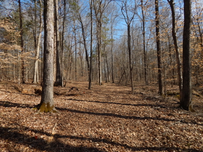 5.01 Acres of Private, Wooded Land in Tennessee! - image 5