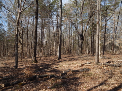 5.01 Acres of Private, Wooded Land in Tennessee! - image 11