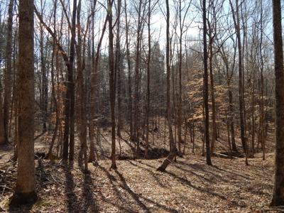 5.01 Acres of Private, Wooded Land in Tennessee! - image 12