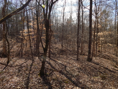 5.01 Acres of Private, Wooded Land in Tennessee! - image 8