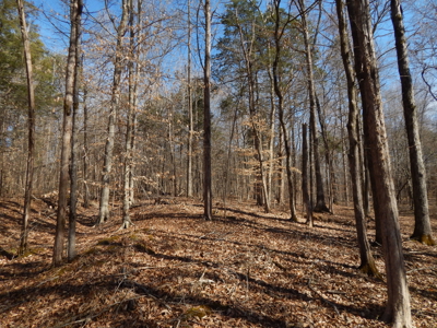 5.01 Acres of Private, Wooded Land in Tennessee! - image 4